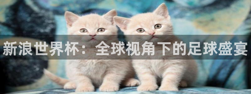 世界杯决赛预测：新浪世界杯：全球视角下的足球盛宴
